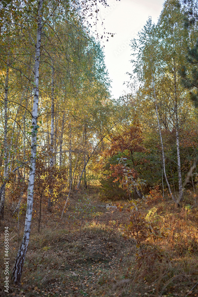 Beautiful trees with yellow golden foliage in autumn forest, golden fairytale, beauty in nature, sunny fall day, outdoor beautiful vertical landscape, selective focus Beautiful trees with yellow golden foliage in autumn forest, golden fairytale, beauty in nature, sunny fall day, outdoor beautiful vertical landscape, selective focus