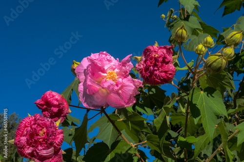 flowers in the garden