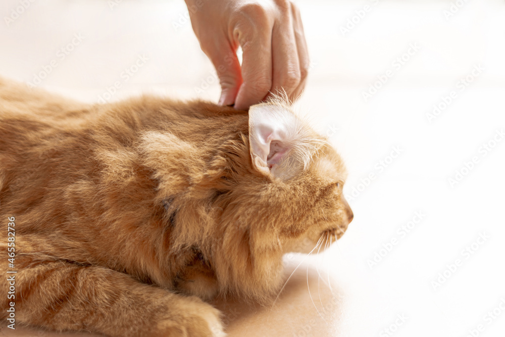 Close up ears Ginger cat for cleaning the good health and hand women hold cat ear and a cat sleeping on the floor