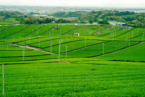 福岡県八女市の八女茶・玉露が有名な大茶園 photo