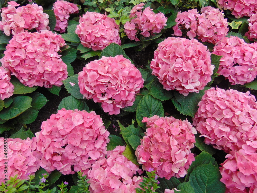 pink hydrangea pink hydrangea