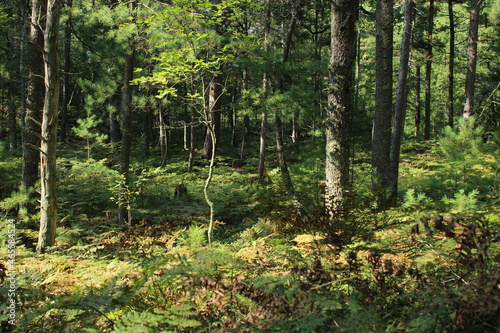 Fototapeta Naklejka Na Ścianę i Meble -  trees in the forest
