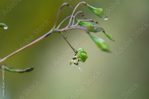 Bursted fruit capsule of Himalayan balsam (Impatiens glandulifera). Agressive seed dispersal.