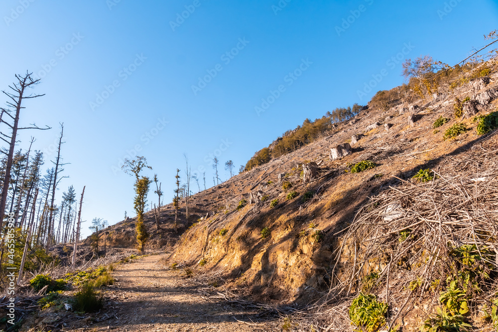 Forest burned and cleared for rehabilitation after the fire. Burned trees cut down, footpath next to summer tragedy