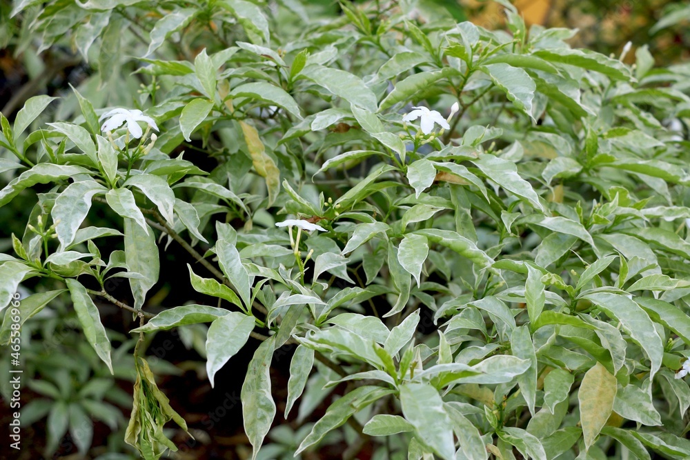 small white flowers on green leaf's plants small white flowers on green leaf's plants