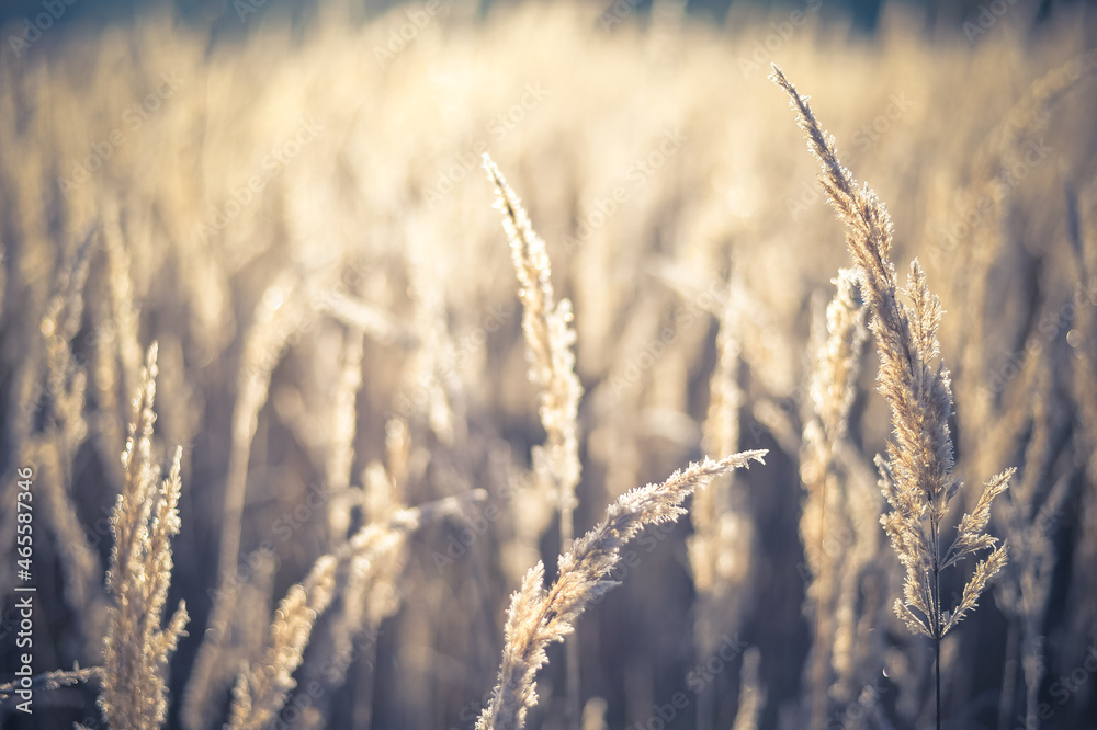Lush yellow-brown panicles of ears of wild grass close-up in the contoured light of the sun at dawn. Tinted natural background. Lush yellow-brown panicles of ears of wild grass close-up in the contoured light of the sun at dawn. Tinted natural background.