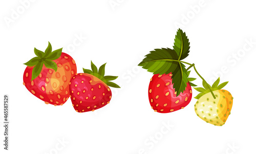 Fototapeta Naklejka Na Ścianę i Meble -  Juicy Strawberry Red Berries with Green Leaf Vector Set
