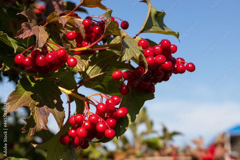 Viburnum ordinary. Viburnum branches with red berries and leaves, Viburnum vulgaris, against a blue sky in late summer on a sunny day. Bunches of red viburnum berries close-up Viburnum ordinary. Viburnum branches with red berries and leaves, Viburnum vulgaris, against a blue sky in late summer on a sunny day. Bunches of red viburnum berries close-up