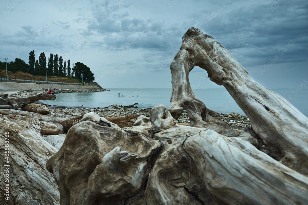 tree on the beach