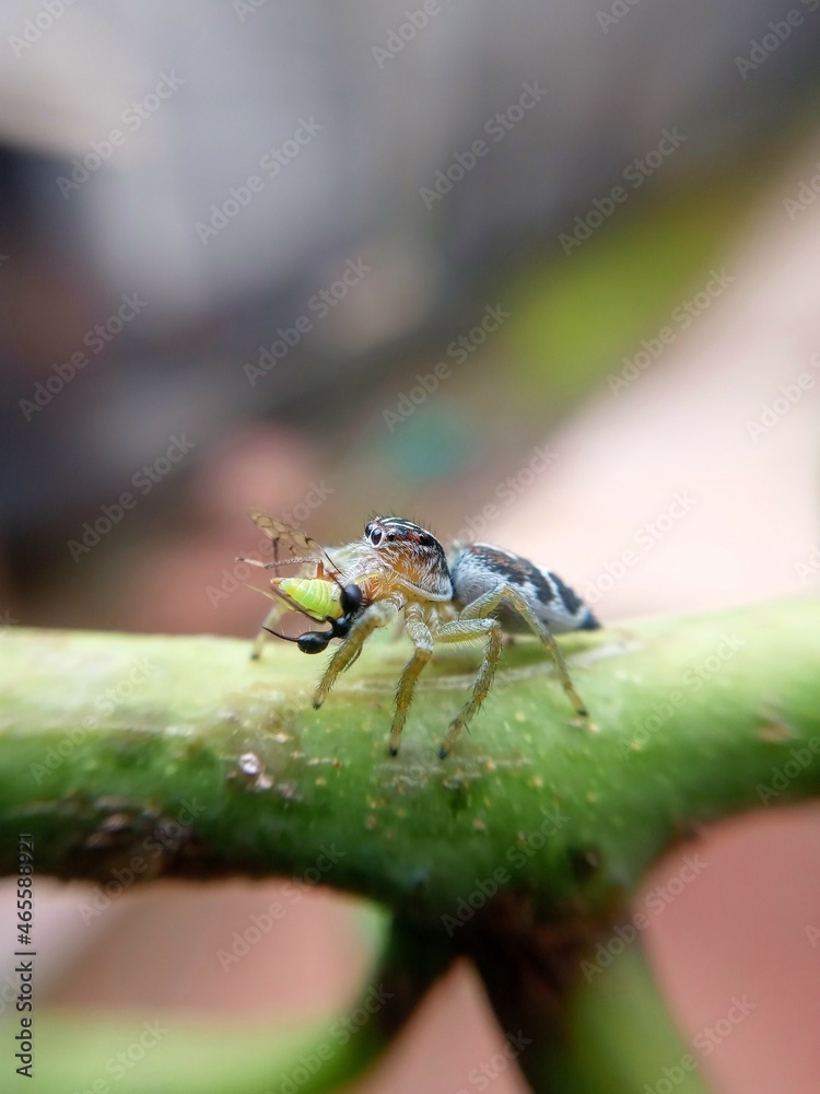 Salticidae, predator spider, insect on plant Salticidae, predator spider, insect on plant