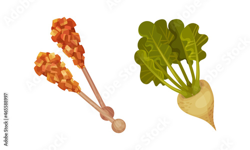 Caramelized Brown Sugar on Wooden Stick and Sugar Beet as Sweet Snack Vector Set