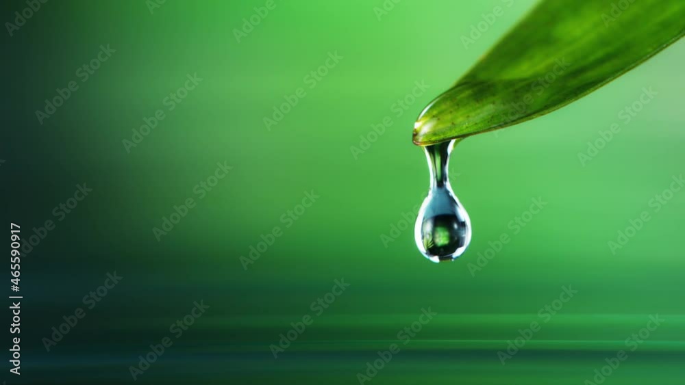 Super slow motion of falling water drop from leaf. Filmed on high speed cinema camera, 1000 fps. Super macro shot. Super slow motion of falling water drop from leaf. Filmed on high speed cinema camera, 1000 fps. Super macro shot.