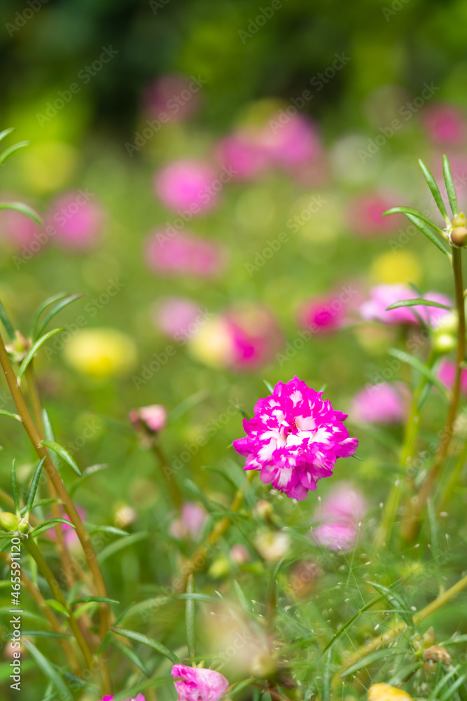 Portulaca grandiflora (Portulaca, Moss Rose, Sun plant, Sun Rose) ; A colorful blossom, petals stacked overlapping in layers which variable and multi-colored. blur background Portulaca grandiflora (Portulaca, Moss Rose, Sun plant, Sun Rose) ; A colorful blossom, petals stacked overlapping in layers which variable and multi-colored. blur background