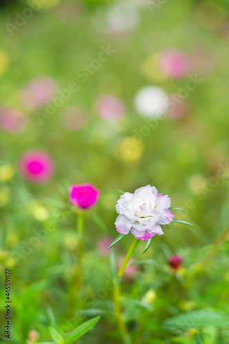 Portulaca grandiflora (Portulaca, Moss Rose, Sun plant, Sun Rose) ; A colorful blossom, petals stacked overlapping in layers which variable and multi-colored. blur background