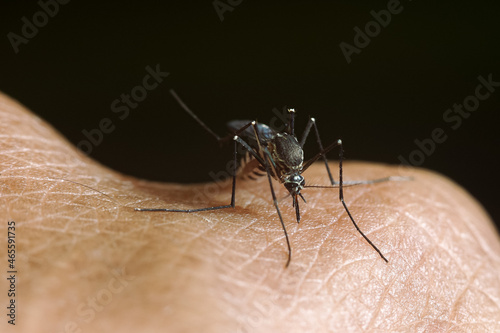 Foto macro photo Striped mosquitoes feed on blood on human skin