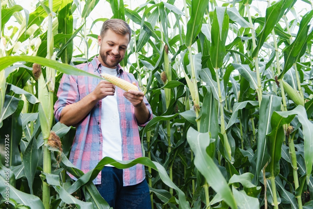 Young attractive man with beard checking corn cobs in field in late summer Young attractive man with beard checking corn cobs in field in late summer