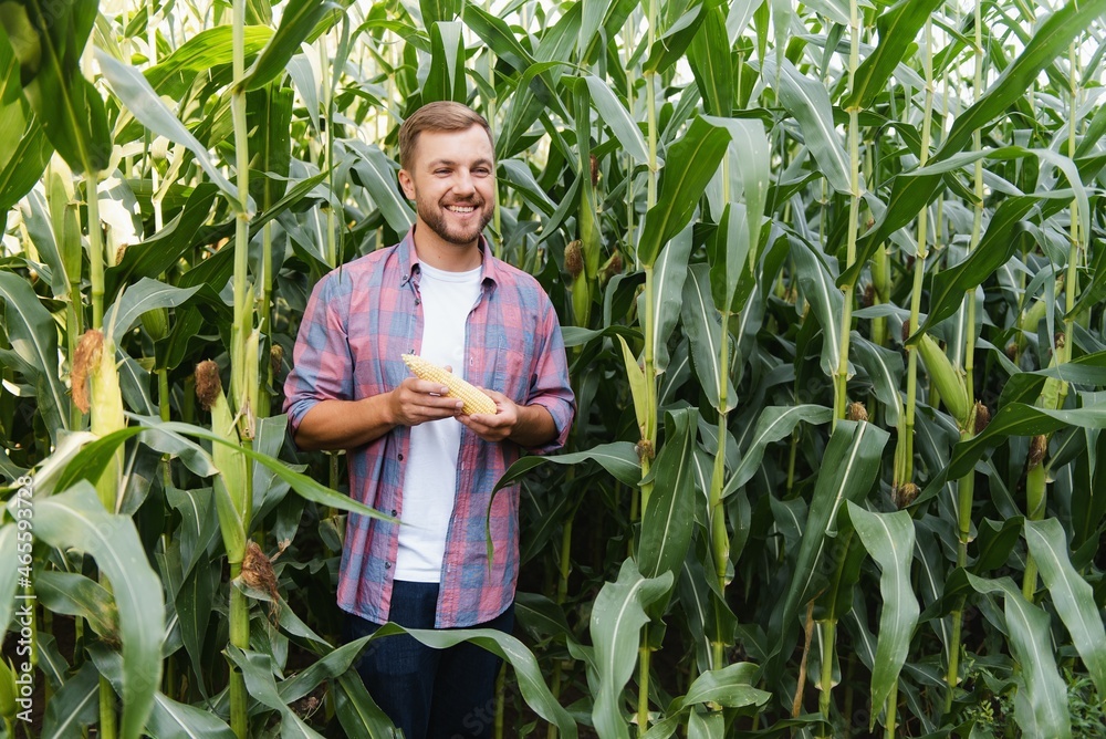 A man inspects a corn field and looks for pests. Successful farmer and agro business A man inspects a corn field and looks for pests. Successful farmer and agro business