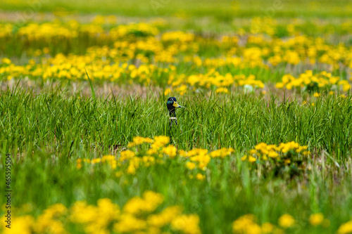 Mallar peeking in a field photo