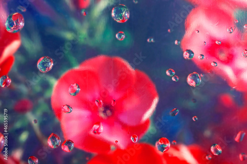 Blurry flowers under glass with water drops. Abstract nature background. Floral pink pattern. Flat lay composition for your disign. Valentines or wedding background. Copy space for text