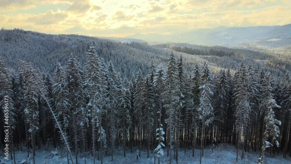 Aerial winter landscape with spruse trees of snow covered forest in cold mountains in the evening. Aerial winter landscape with spruse trees of snow covered forest in cold mountains in the evening.