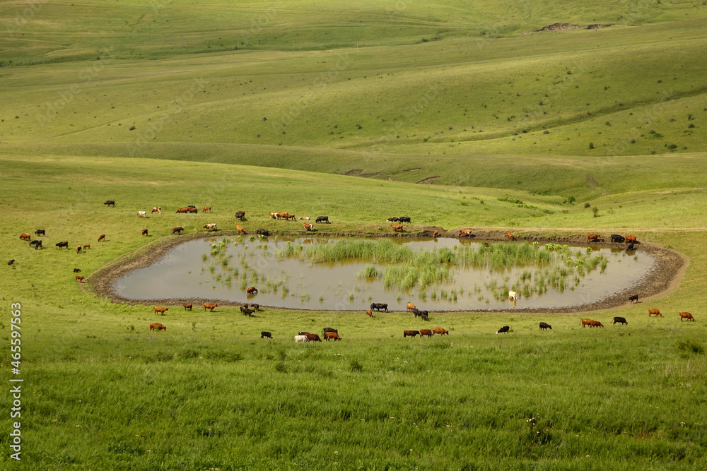 large herd of cows and calves on green alpine meadows. Cows and bulls graze near a small lake. concept is cattle breeding.