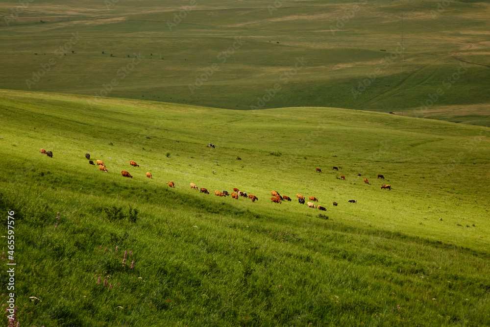 large herd of cows and calves on green alpine meadows. Cows and bulls graze near a small lake. concept is cattle breeding.