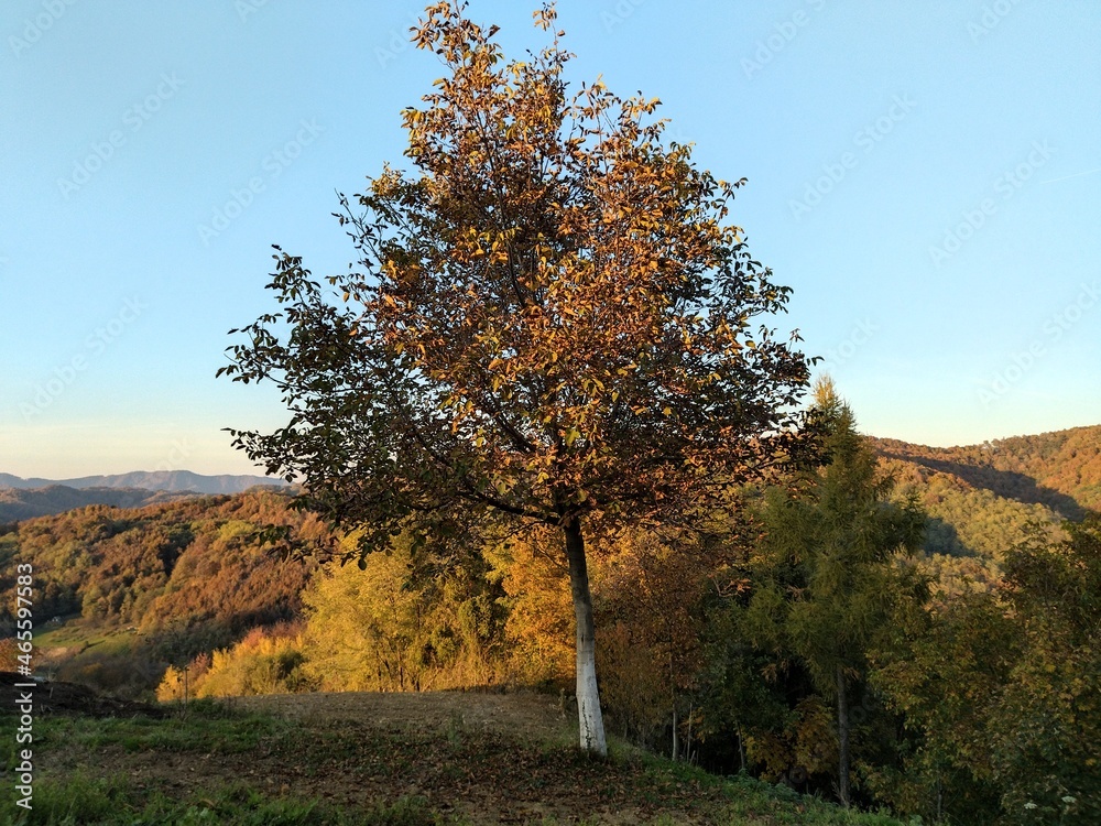 Fototapeta premium autumn landscape with trees