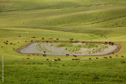 large herd of cows and calves on green alpine meadows. Cows and bulls graze near a small lake. concept is cattle breeding.