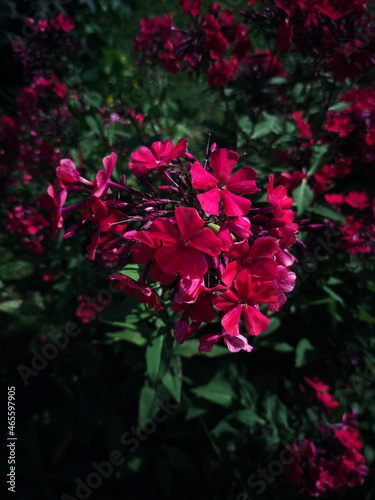 Flowers on a bush. Blooming phlox.