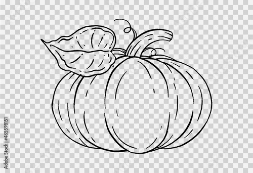 Outline pumpkin hand draw with brush style isolated on png or transparent texture,Halloween party background ,element template for poster,brochures, online advertising,vector illustration photo