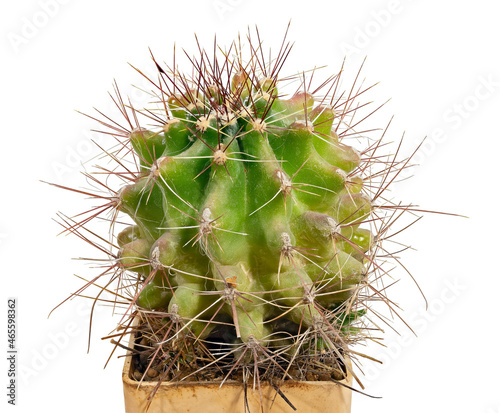 Cactus Copiapoa Cinerea Ssp. Dealbata (Latin Name), Birthplace of Chile, Fourteen Years Old. Can Serve as A Decoration for Any Collection. Cut On White Background