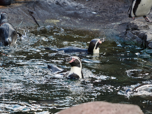 Penguins in Kansas City Zoo in Kansas City Missouri photo