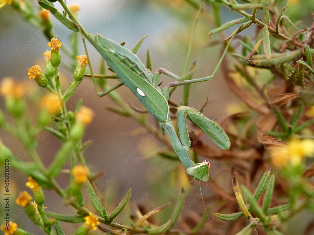 Giant African Mantis. Sphodromantis viridis Giant African Mantis. Sphodromantis viridis