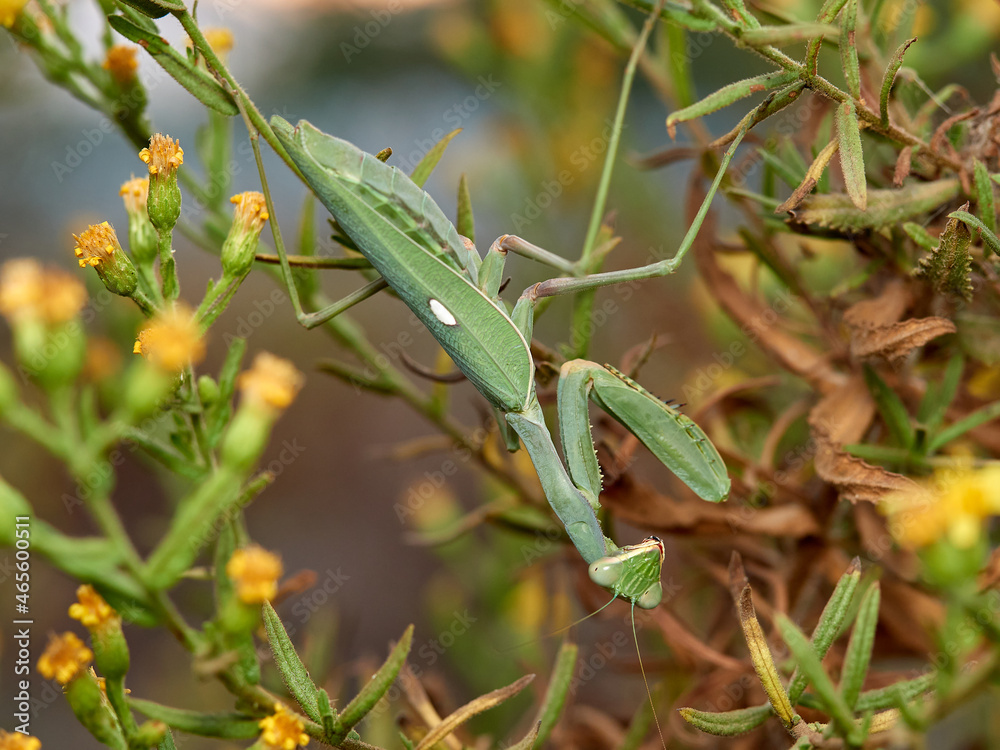 Giant African Mantis. Sphodromantis viridis Giant African Mantis. Sphodromantis viridis