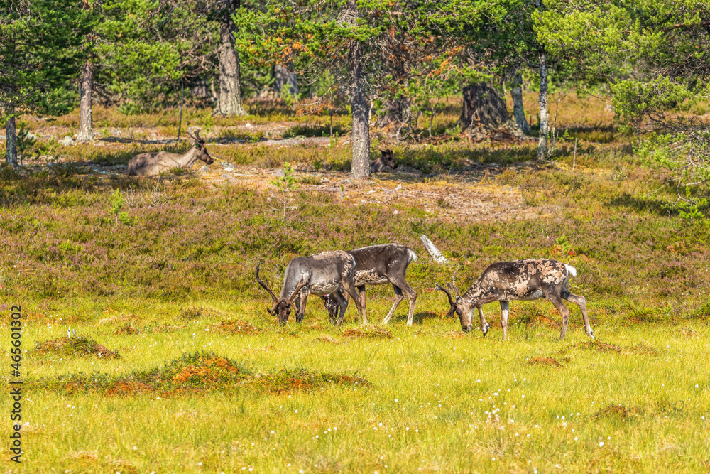 Reindeer on a bog at a ancient woodland in the north Reindeer on a bog at a ancient woodland in the north