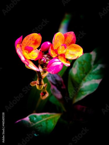 pink yellow orchid flower Spathoglottis