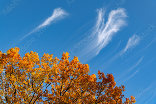 Herbst blauer Farben Himmel Wolken gelbes Laub Färbung Baum Äste Zweige Roteiche Quercus rubra Blatt Jahreszeit gelb orange Symbol Sinnbild Erntedank Licht Wind Wetter Kontrast Federwolke leuchten 