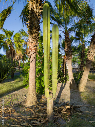Cactus  with a palm tree behind at La Paz, BCS, Mxico photo