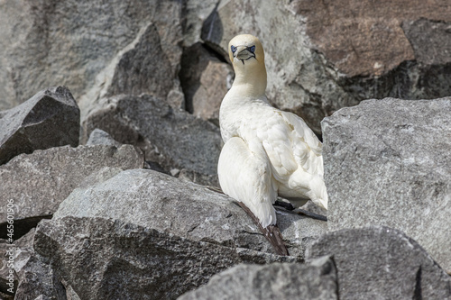 A Gannet amongst rocks on Ailsa Craig Island, Scotland photo