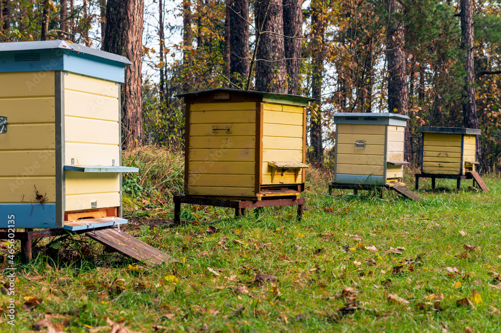 Several beehive in the forest at autumn day. Several beehive in the forest at autumn day.