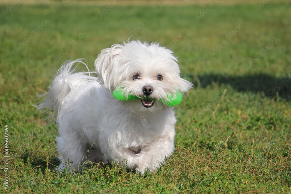 The Maltese dog is running with a toy in his mouth The Maltese dog is running with a toy in his mouth