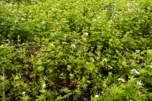 Fototapeta Naklejka Na Ścianę i Meble -  Botanical collection, asperula odorata or bedstraw flowering plant