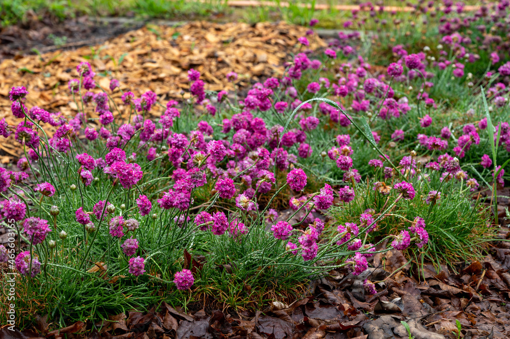 Botanical collection, blossom of pink sea Armeria Maritima wild flowers Botanical collection, blossom of pink sea Armeria Maritima wild flowers