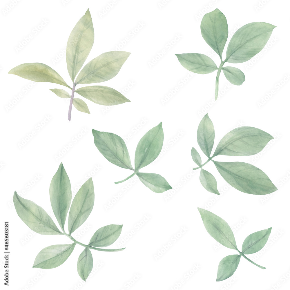Naklejka premium Set of watercolor green leaves. Leaves on a branch for design, cards, wallpaper, print