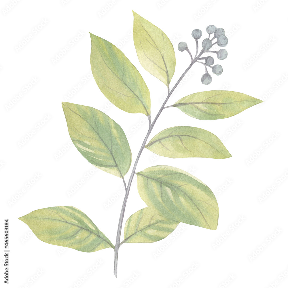 Watercolor leaves on a branch isolated on a white background. Delicate leaves for design, cards, packaging, wallpaper, print. Illustration of a branch with leaves of pale green color
