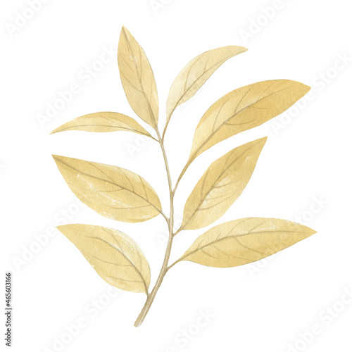 Watercolor leaves on a branch isolated on a white background. Delicate leaves for design, cards, packaging, wallpaper, print. Illustration of a branch with leaves of pale green color