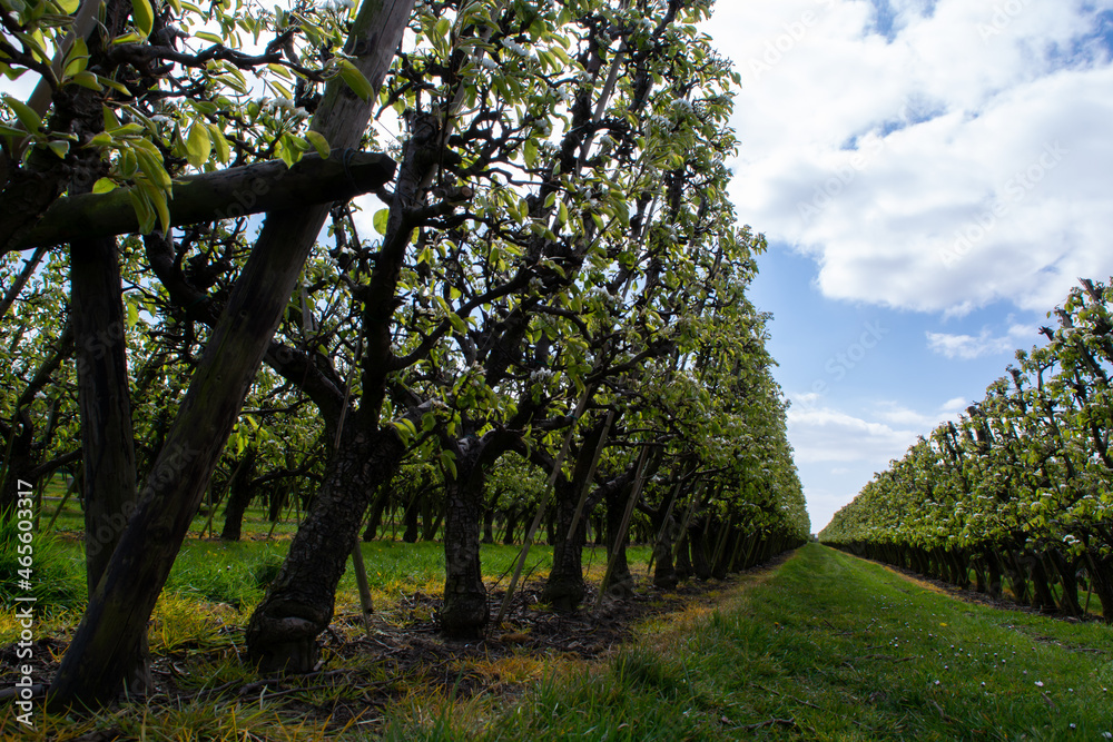 Farming in Netherlands, rows of blossoming pear trees on fruit orchards in Zeeland. Farming in Netherlands, rows of blossoming pear trees on fruit orchards in Zeeland.