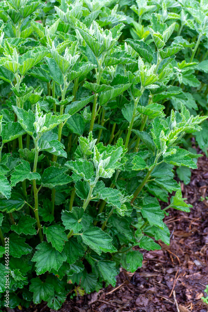 Botanical collection, medicinal plant althaea officinalis in summer Botanical collection, medicinal plant althaea officinalis in summer