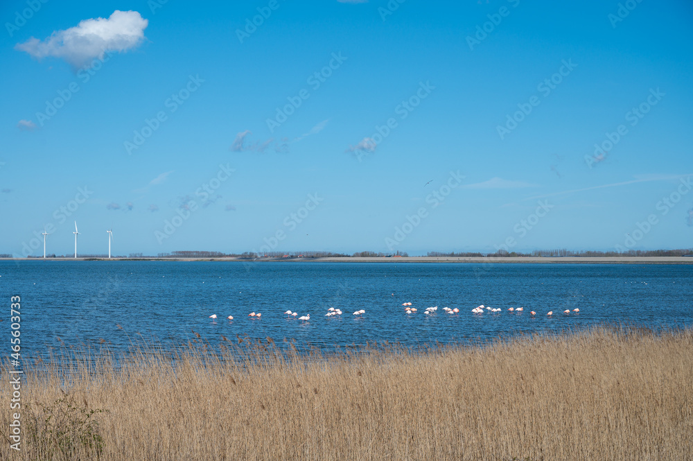 Dutch landscape, windmills in Zeeland, birdswatching and coliny of pink flamingos on Grevelingenmeer, Netherlands