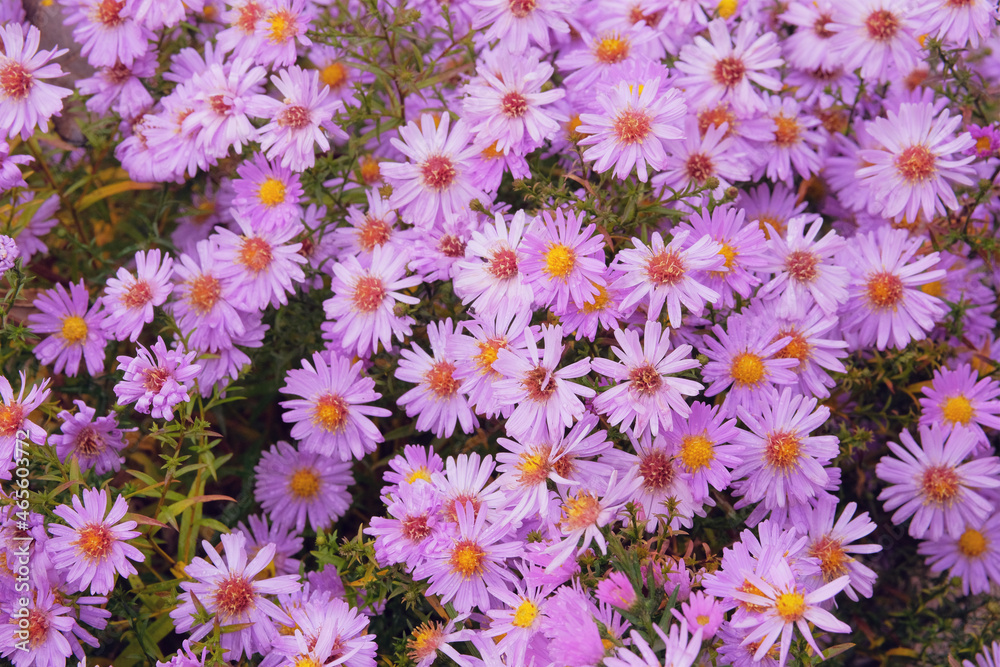 Violet bright flowers on floral wallpaper,. Close up many purple blooming flowers in garden on flowerbed. Violet bright flowers on floral wallpaper,. Close up many purple blooming flowers in garden on flowerbed.